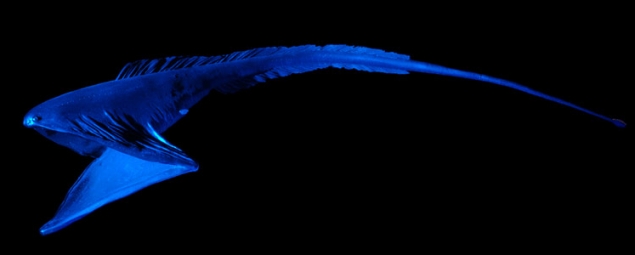 Resultado de imagen de pez pelicano